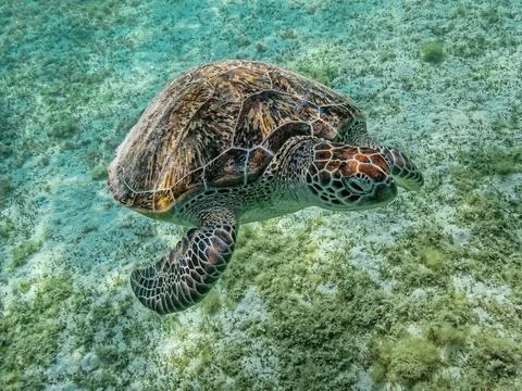 Turtle floats Stock Photos