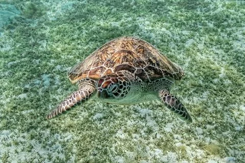 Turtle floats Stock Photos