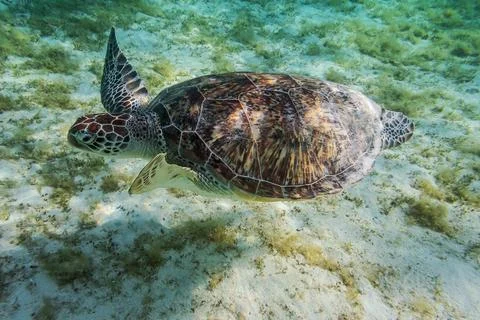 Turtle floats in the sea Stock Photos