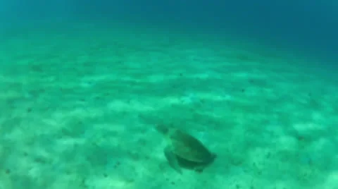 Turtle floor and chase cam 60% Video stock 24593217