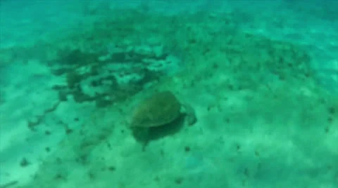 Turtle floor cu Stock Footage 24355560