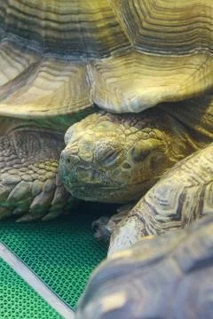 Turtle on floor Foto stock