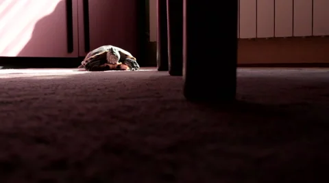 Turtle on floor under table. Dark, light. Wide shot. Stock Footage 42193981