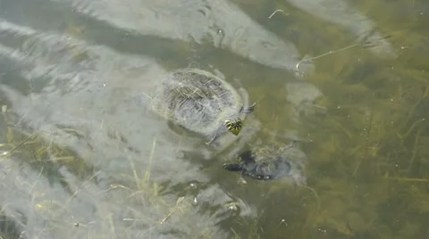 Turtle in the Florida Everglades 스톡 동영상 10768180
