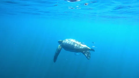 Turtle Flying By Small Fish Undersea - Exmouth, Australia Stock Footage 206358992