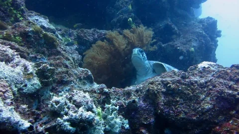 Turtle flying while diving in galapagos Video stock 127243654