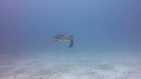 Turtle flying while diving in galapagos Video stock 127244203