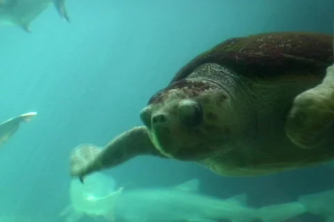 Turtle 動画素材 330105