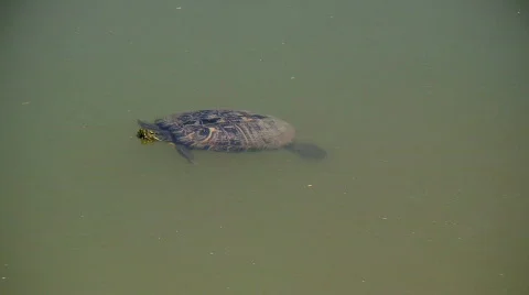 Turtle Stock Footage 455222