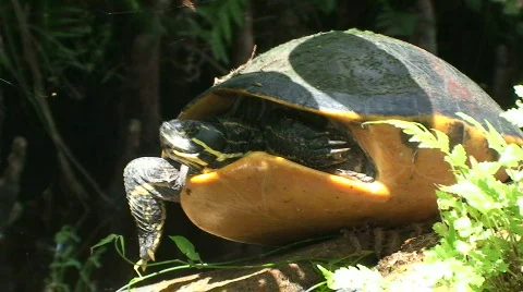 Turtle  Stock Footage 536771