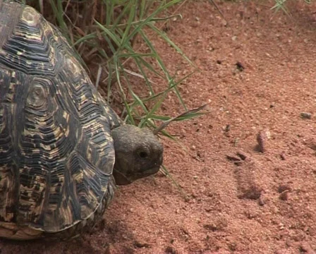 Turtle Video stock 557930