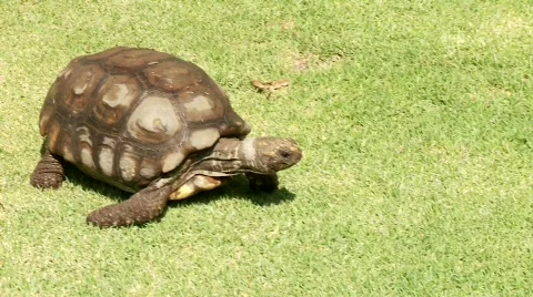 Turtle  Stock Footage 677689