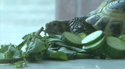 Turtle Видео 772495