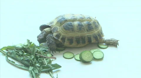 Turtle Video stock 772505