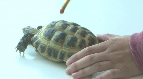 Turtle Stock Footage 772510