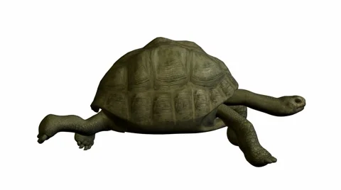 Turtle Stock Footage 973959