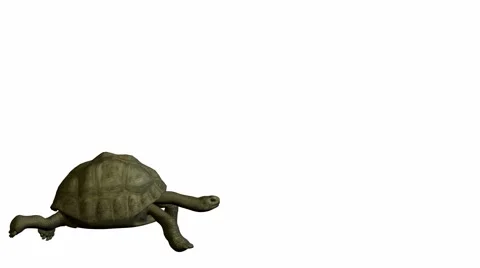 Turtle Stock Footage 973963