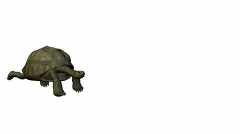 Turtle Stock Footage 973967