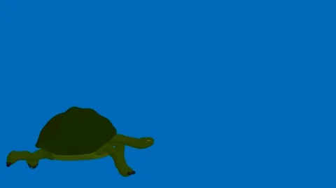 Turtle Stock Footage 973969