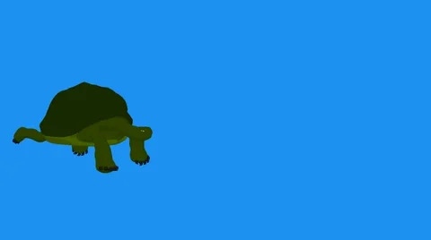 Turtle Stock Footage 973970