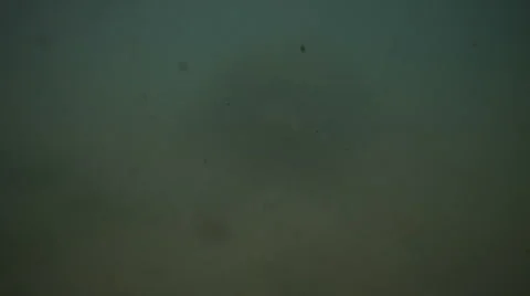 Turtle Vídeo Stock 1080619