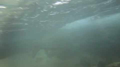 Turtle Stock Footage 1080662