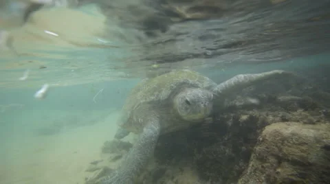 Turtle Video stock 1080839