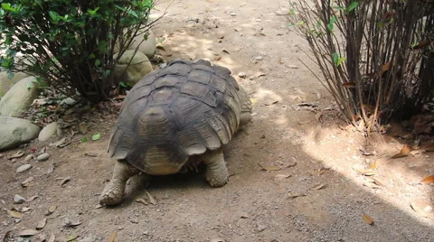 Turtle Stock-Footage 3880360