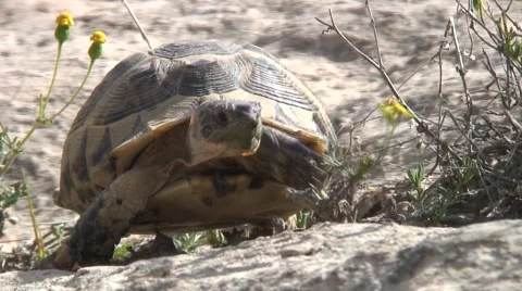 Turtle Stock Footage 4271522