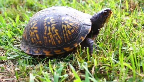 Turtle Stock Footage 6212986