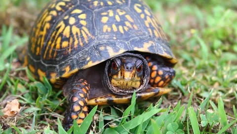 Turtle Video stock 6215673