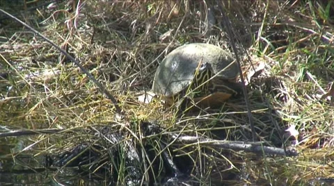 Turtle 스톡 동영상 7743995