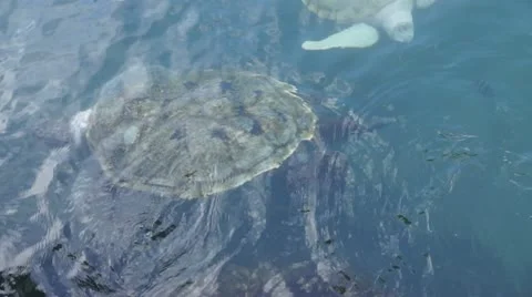 Turtle Stock Footage 11146950