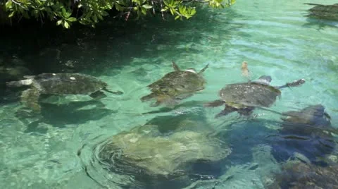 Turtle Stock Footage 11146993