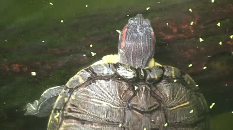 Turtle Видео 11148554