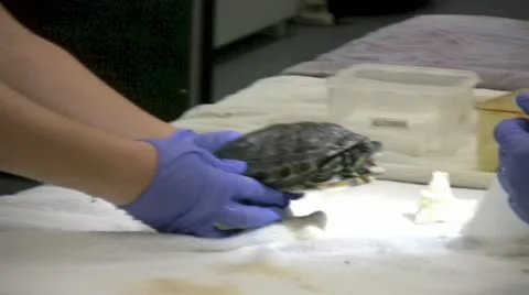 Turtle Stock Footage 11385777