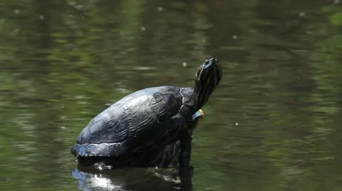 Turtle Stock Footage 12713483