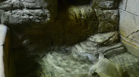Turtle Stock Footage