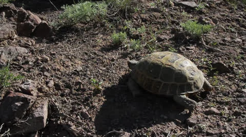 Turtle Video stock 22937095