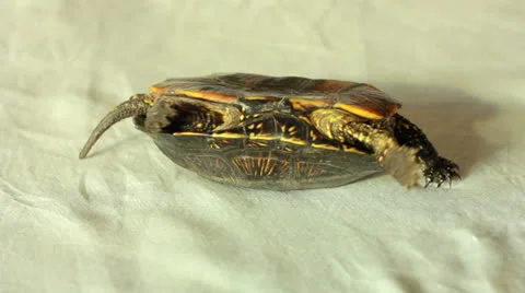 Turtle Stock Footage 23354260