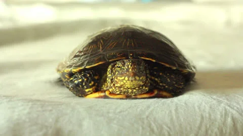 Turtle Stock Footage 23354266