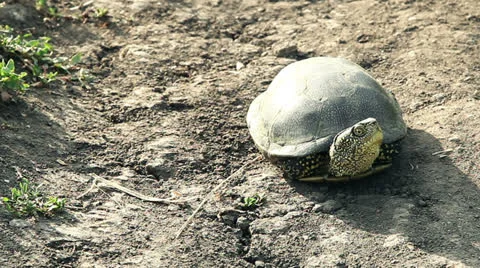  turtle Stock Footage 24883047