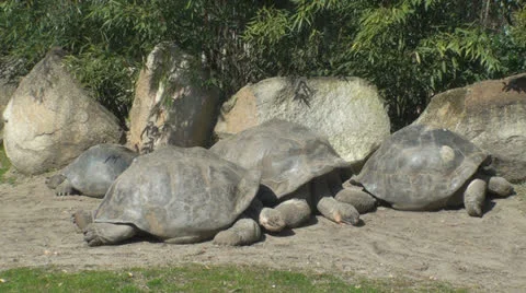 Turtle Stock Footage 25904806