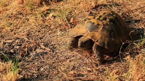 Turtle Stock Footage 27844658