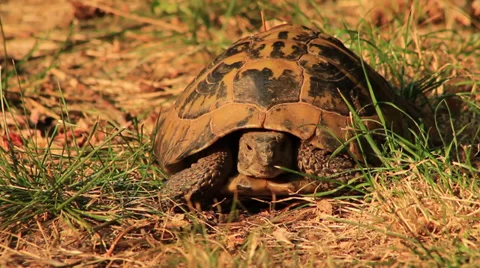 Turtle Stock Footage 27844846