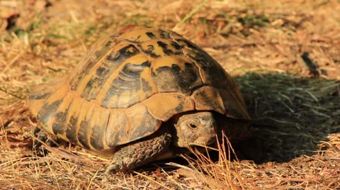 Turtle Stock Footage 27844898