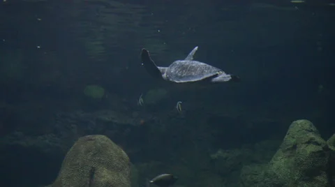 Turtle Stock Footage 32482357