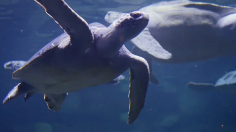 Turtle Stock Footage 32482364