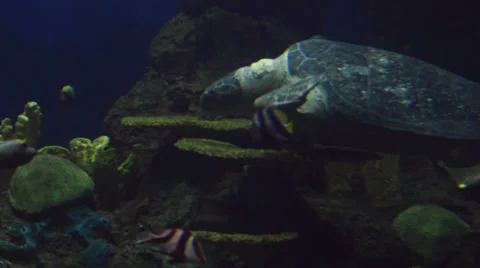 Turtle Stock Footage 32482372