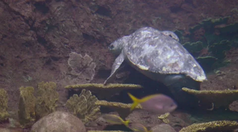 Turtle Stock Footage 32482384